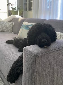 Mollie the Portuguese Water Dog