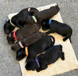 Portuguese Water Doig puppies