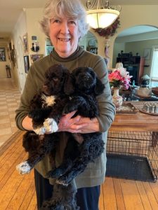 Julie with 2 Portuguese Water Dog puppies